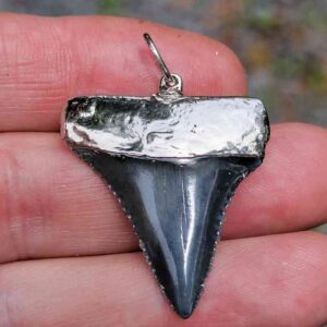 Nickel Plated Fossil Great White Pendant