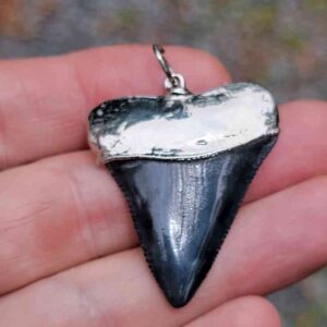 Nickel Plated Fossil Great White Pendant