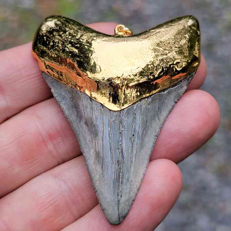 Gold Plated Megalodon