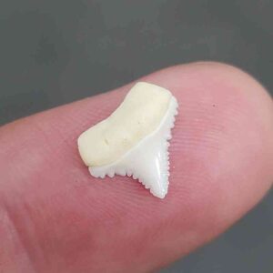 Modern Great White Shark Tooth