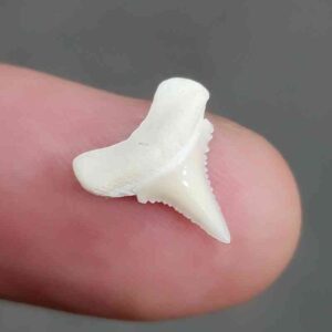 Modern Great White Shark Tooth