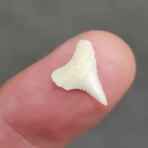 Modern Great White Shark Tooth