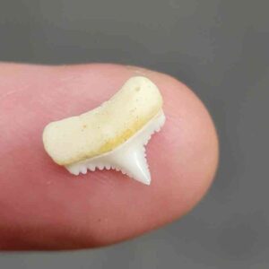 Modern Great White Shark Tooth