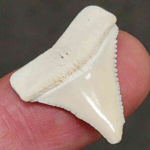 Modern Great White Shark Tooth