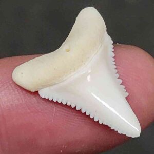 Modern Great White Shark Tooth