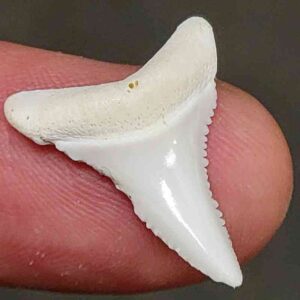 Modern Great White Shark Tooth