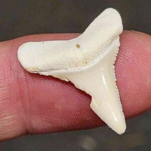 Modern Great White Shark Tooth