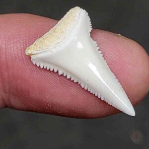 Modern Great White Shark Tooth