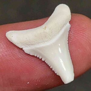 Modern Great White Shark Tooth