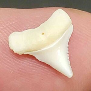 Modern Great White Shark Tooth