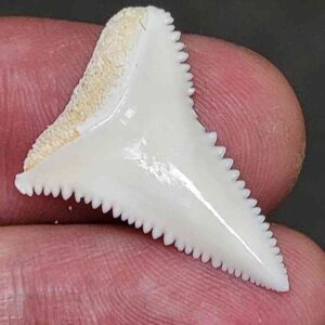 Modern Great White Shark Tooth