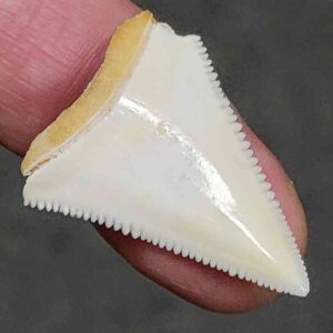 Modern Great White Shark Tooth