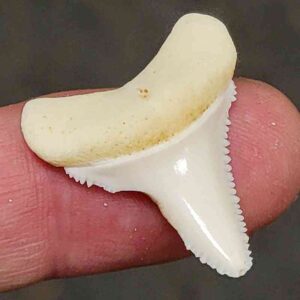 Modern Great White Shark Tooth