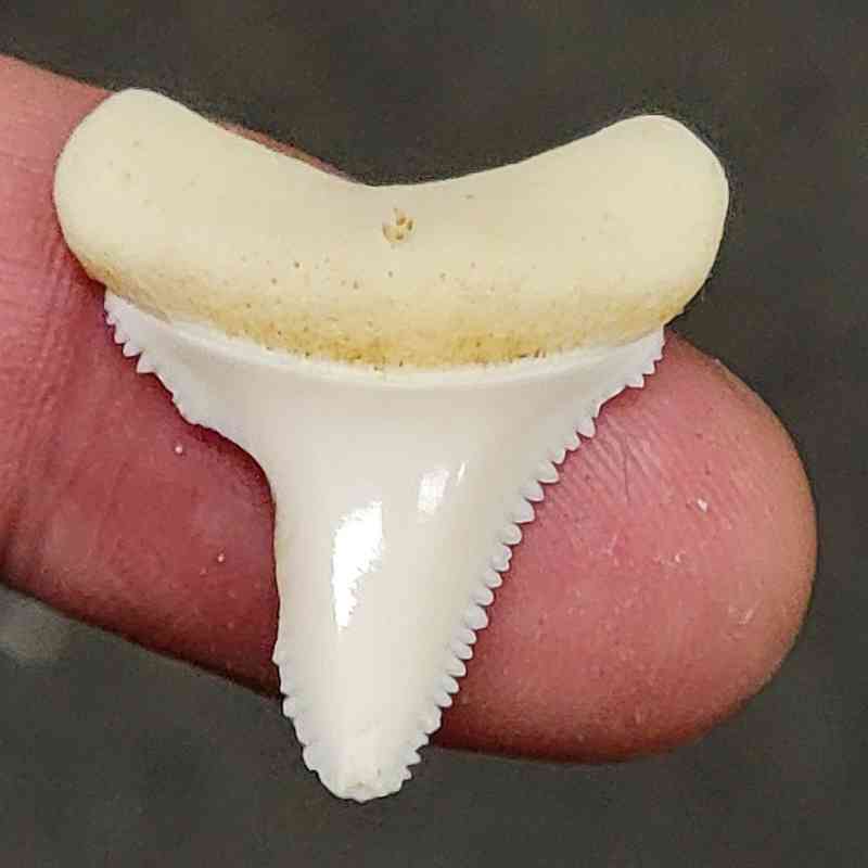 Modern Great White Shark Tooth