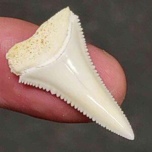 Modern Great White Shark Tooth