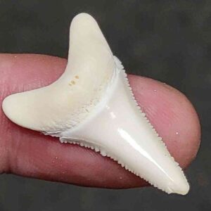 Modern Great White Shark Tooth