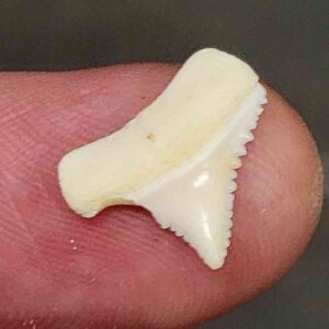 Modern Great White Shark Tooth