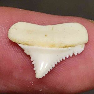 Modern Great White Shark Tooth