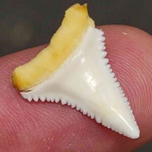 Modern Great White Shark Tooth