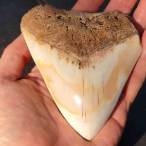 South Pacific Megalodon Tooth