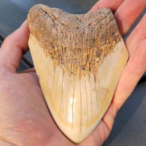 South Pacific Megalodon Tooth