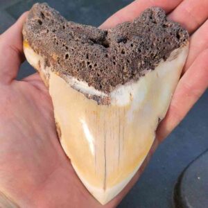 South Pacific Megalodon Tooth