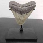 Megalodon Tooth Display Stand