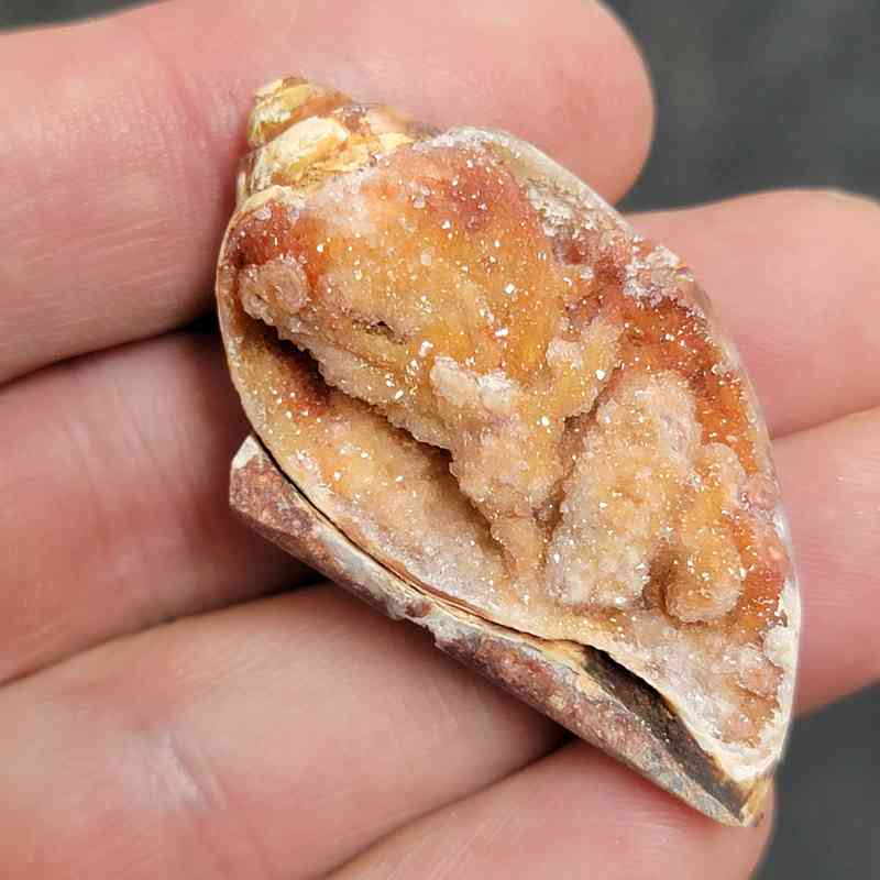 Druzy Sea Shell