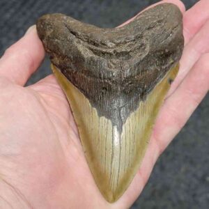 5 Inch Megalodon Tooth