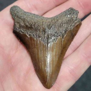 2.5 Inch Megalodon Tooth