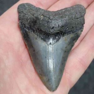 Large Megalodon shark tooth