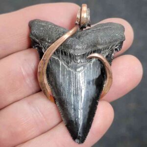 Hook Wrapped Megalodon Tooth