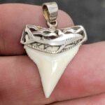 oceanic white tip shark with .925 silver cap