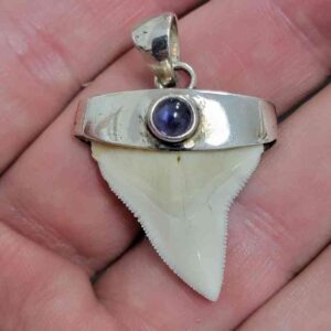 bull shark tooth with gem stone