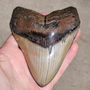 Polished 5 Inch Megalodon Tooth