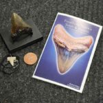 Megalodon Tooth Upgrade