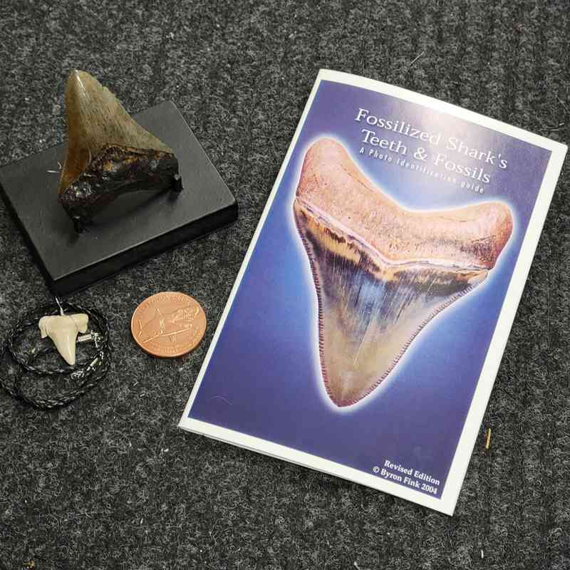 Megalodon Tooth Upgrade